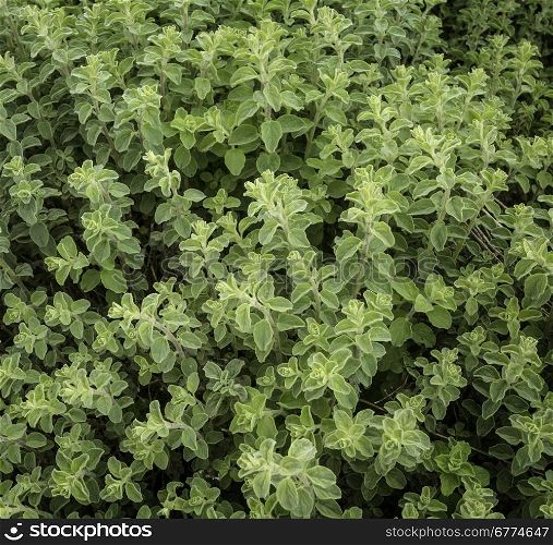 growing oregano green background&#xA;
