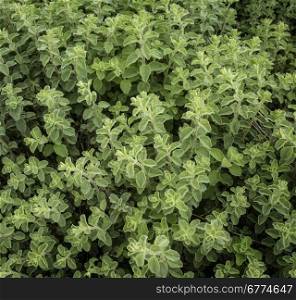 growing oregano green background&#xA;