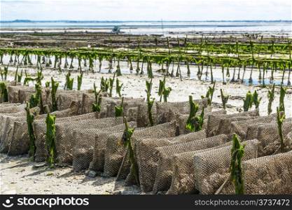 Growing oysters at low tide at the port of Cancale, France