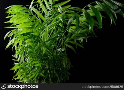 growing palm tree bush in a pot on a black background