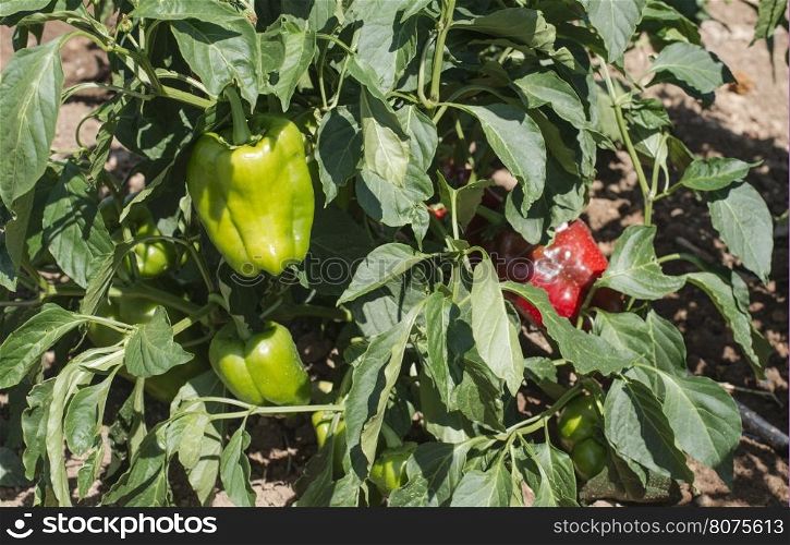 Growing peppers in the field. Close up peppers