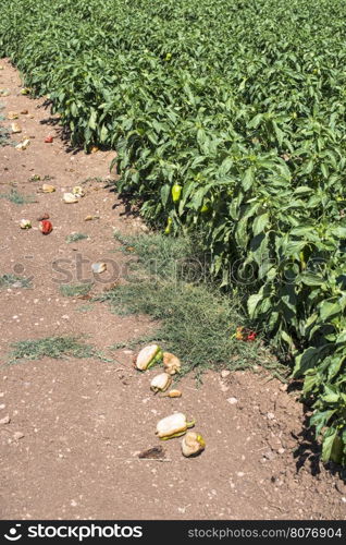 Growing peppers in the field. Sunny day