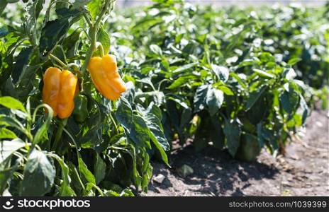 Growing peppers on the field. Natural growing vegetables in farm.
