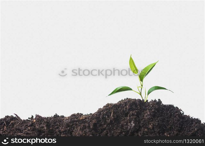Growing plant on soil against white background