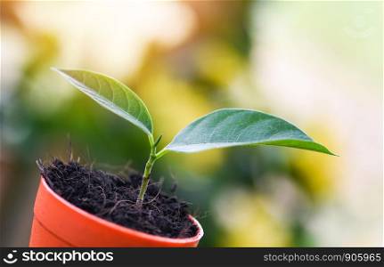 Growing plant tree planting flowers in pot with soil on nature green garden background / Small plant at back yard