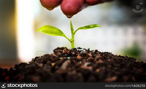 Growing plants. Hand nurturing and watering plants growing on fertile soil with natural green background.