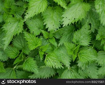 Growing plants of stinging nettle (Urtica dioica) in the spring as a texture, a view from above