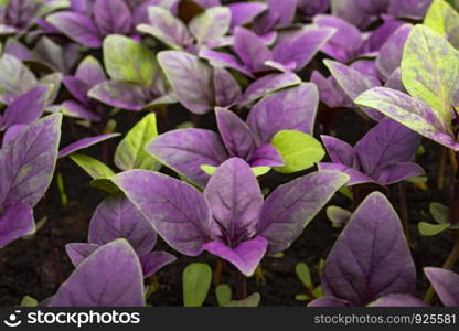 Growing purple basil on ground. Macro photo with blurred background