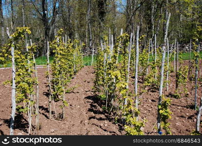 Growing rasberry bushes. Rasberry growth with the bushes tied up in rows of poles