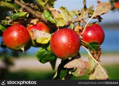 Growing red apples almost ready for harvest at a branch