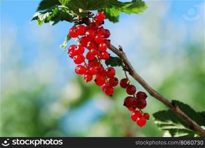 Growing red currants with a bright blue background