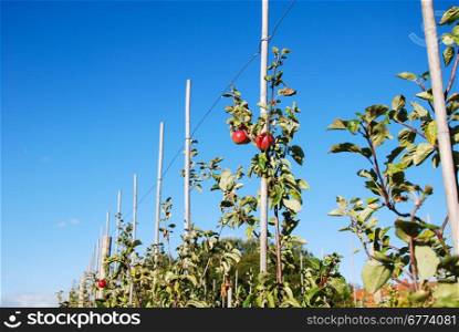 Growing red ripe apples in a garden at a blue sky