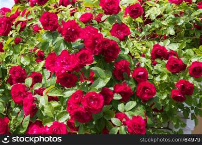 Growing red roses with green leaves all over