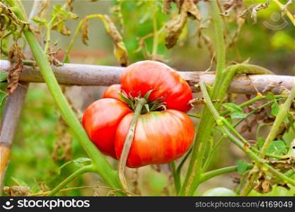 growing ripe tomato in plant branch at the farm field