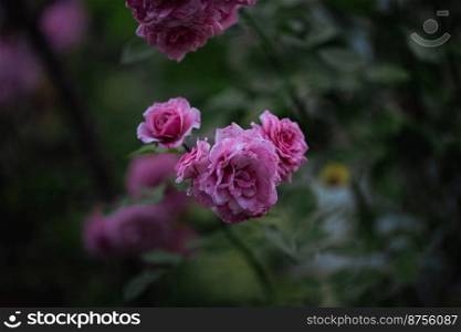 Growing rose bush with pink flowers and green leaves, summer day