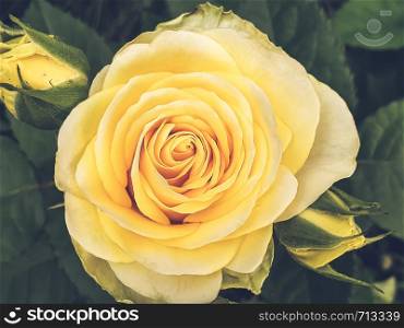 Growing rose close-up: top view