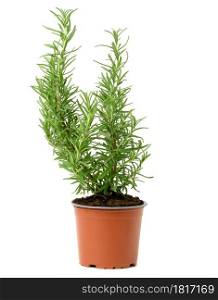 growing rosemary bush in brown plastic pot, spice isolated on white background