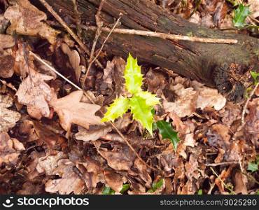 growing small green leaves shooting up in forest floor with autumn leaves; essex; england; uk