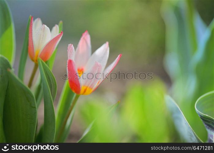 Growing small tulip plant in garden. Growing small tulip plant