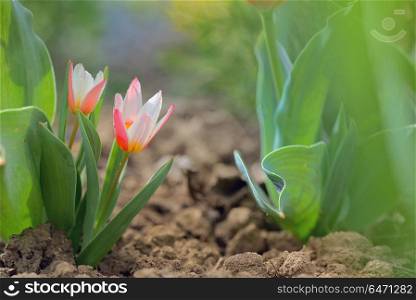 Growing small tulip plant in garden. Growing small tulip plant