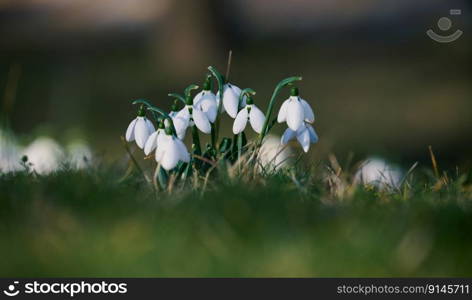 Growing snowdrops with white flowers in the middle of the forest, spring flowers