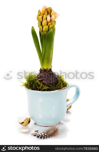 growing spring flower in a cup (spring and easter concept)