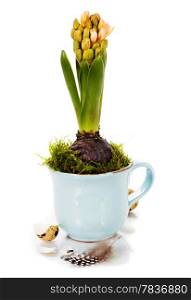 growing spring flower in a cup (spring and easter concept)