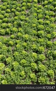 Growing sprouted agricultural crops in spring field