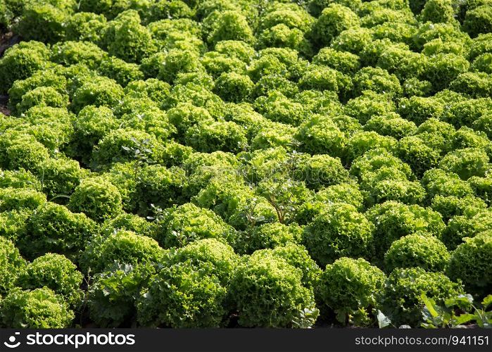 Growing sprouted agricultural crops in spring field