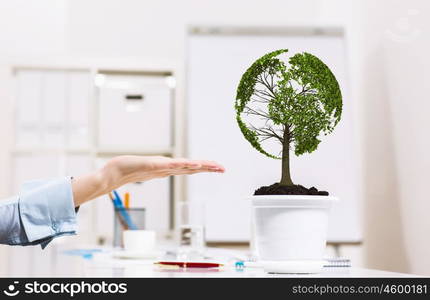 Growing success. Close up of human hand and plant in pot