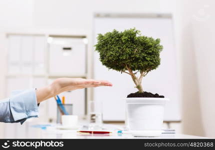 Growing success. Close up of human hand and plant in pot