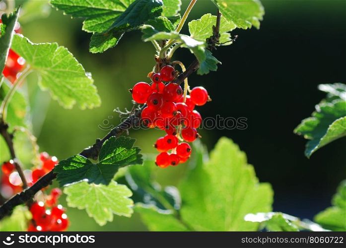 Growing sunlit red currants among green leaves