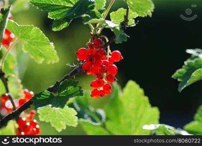 Growing sunlit red currants among green leaves