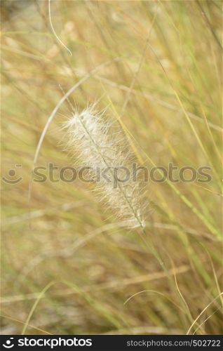 Growing tall wheat grasses and hay with seeds forming on top