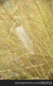 Growing tall wheat grasses and hay with seeds forming on top