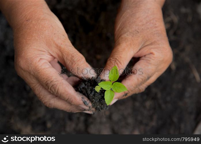 Growing the tree. save the planet concept.