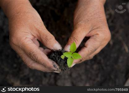 Growing the tree. save the planet concept.
