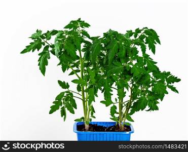 Growing tomato seedlings. Sprouts in a plastic container isolated on a white background. Preparing for landing in the ground. Close-up with copy space.. Growing tomato seedlings. Sprouts in a plastic container isolated on a white background.