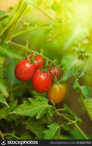 growing tomatoes, shallow deep of field, selective focus