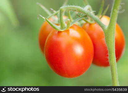 growing tomatoes, shallow deep of field, selective focus