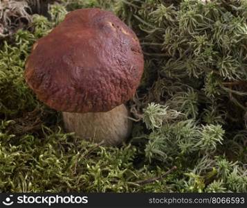 Growing under fir branch mushroom. Natural background. mushrooms growing in the woods.