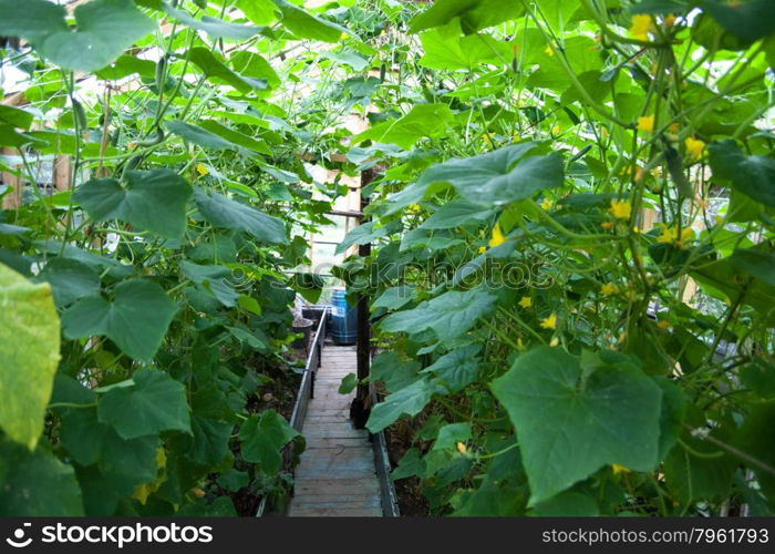 Growing vegetables in greenhouses