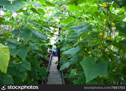 Growing vegetables in greenhouses