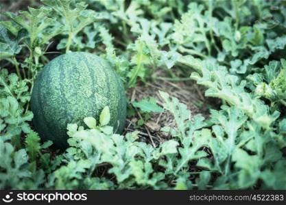 Growing watermelon in garden, outdoor