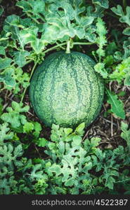 Growing watermelon, outdoor