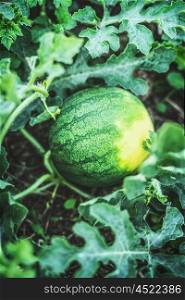 Growing watermelon with leaves in garden, outdoor