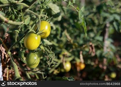 Growing yellow plum-shaped tomato, ripening of tomatoes. fresh tomatoes on branch in organic home vegetable garden, greenhouse. Organic farming, healthy food, BIO viands, back to nature concept. Growing yellow plum-shaped tomato, ripening of tomatoes. fresh tomatoes on branch in organic home vegetable garden, greenhouse. Organic farming, healthy food, BIO viands, back to nature concept.