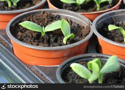 Growing young and green pumpkin seedlings in pots, Gardening background .. Growing young and green pumpkin seedlings in pots, Gardening background