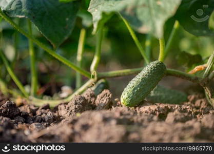 Growing young Cucumber in the garden. Young fresh green cucumbers grow in garden in open ground on brown soil background with copy space for text. Organic farm concept.. Young fresh green cucumbers grow in garden in open ground on brown soil background with copy space for text.