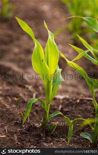 Growing young maize seedling in cultivated agricultural farm field in Austria. Growing young maize seedling in cultivated agricultural farm field.